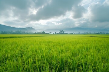 Fototapeta premium fertile rice fields in realistic by generative ai