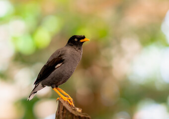 Tropical bird at the garden. Beautiful bird.