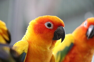 Parrots in zoos are raised in a special way.
