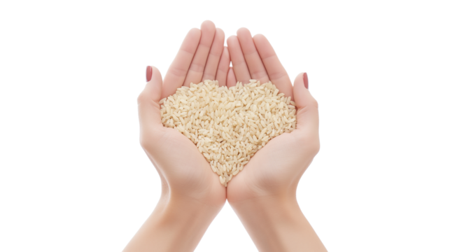 A person is holding a handful of rice in their hands isolated on a transparent background