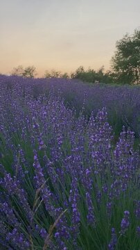 Close up of lavender flowers at sunset