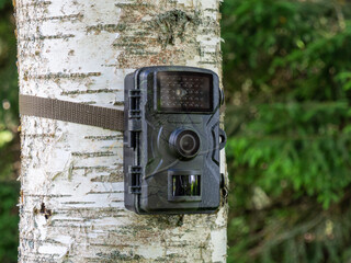 Camouflaged hunting camera on tree trunk. Hunting trail camera in forest. Nature observation opportunities