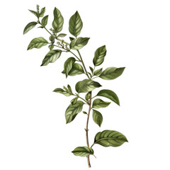 Fototapeta premium A detailed illustration of a leafy branch with green leaves, perfect for botanical studies or nature-themed designs.