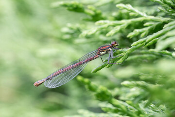 Large red damselfly on evergreen foliage of X Cuprocyparis leylandii
