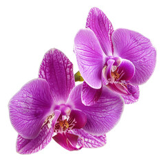 Obraz premium Beautiful close-up of a vibrant purple orchid flower with intricate details, ideal for botanical, floral, and nature-themed projects.