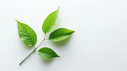 Obraz premium Fresh Green Leaf on White Background for Text Overlay.