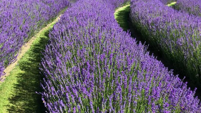Curving rows of lavender flowers filled with bees on a sunny day