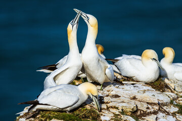 Gannet, Morus bassanus, birds on cliffs, Bempton Cliffs, North Yorkshire, England