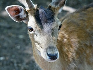 Portrait of a young deer