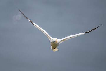 Northern Gannet, Morus bassanus, birds in flight over cliffs, Bempton Cliffs, North Yorkshire, England