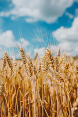 Fototapeta premium Golden Wheat Field Under Sunny Blue Sky