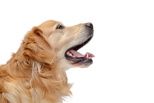 A golden retriever dog barking, side view, on a white background
