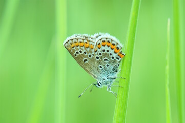 A beautiful little butterfly on a background of green grass.