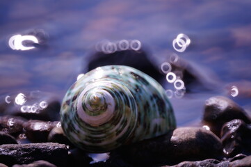 A small seashell on the riverbank. Recreation and travel.
