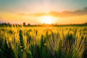 Fototapeta premium Golden wheat field at sunset with warm light and serene sky, symbolizing agriculture, harvest, and natural beauty in a rural landscape.