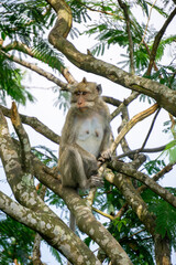 Macaca fascicularis (Monyet kra, kera ekor panjang, monyet ekor panjang, long-tailed macaque, monyet pemakan kepiting, crab-eating monkey) on the tree.