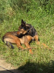 Malinois 1