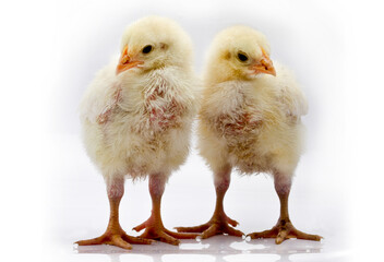 Cute little chicken isolated on white background 