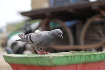 pigeon in the park