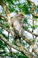 Macaca fascicularis (Monyet kra, kera ekor panjang, monyet ekor panjang, long-tailed macaque, monyet pemakan kepiting, crab-eating monkey) on the tree.