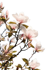 Obraz premium PNG Spring magnolia flowers sky outdoors blossom.