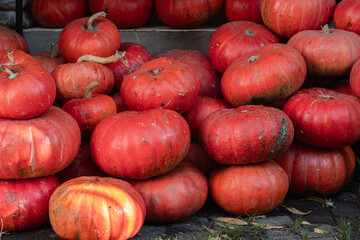 A rustic array of ripe, orange pumpkins, freshly harvested, lie clustered on the ground, their imperfect skins hinting at organic growth. This bountiful display is emblematic of the fall season and