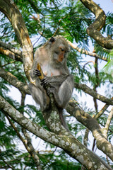 Macaca fascicularis (Monyet kra, kera ekor panjang, monyet ekor panjang, long-tailed macaque, monyet pemakan kepiting, crab-eating monkey) on the tree.