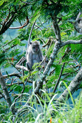 Macaca fascicularis (Monyet kra, kera ekor panjang, monyet ekor panjang, long-tailed macaque, monyet pemakan kepiting, crab-eating monkey) on the tree.