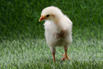 Cute little chicken isolated on nature background 