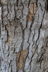 Textured Bark - Tree in Switzerland