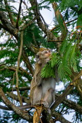 Macaca fascicularis (Monyet kra, kera ekor panjang, monyet ekor panjang, long-tailed macaque, monyet pemakan kepiting, crab-eating monkey) on the tree.