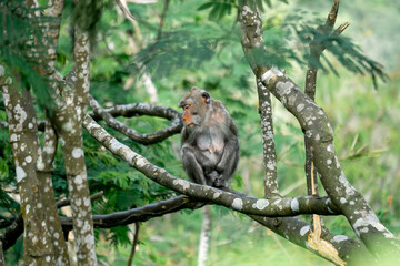 Macaca fascicularis (Monyet kra, kera ekor panjang, monyet ekor panjang, long-tailed macaque, monyet pemakan kepiting, crab-eating monkey) on the tree.