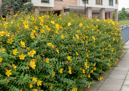 Hypericum patulum yellow flowering shrub hedge in the urban landscaping