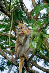Macaca fascicularis (Monyet kra, kera ekor panjang, monyet ekor panjang, long-tailed macaque, monyet pemakan kepiting, crab-eating monkey) on the tree.