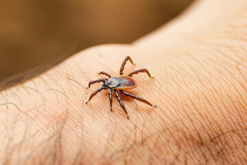 Obraz premium Macro shot of a tick sucking blood, emphasizing the health risks and potential infections associated with its bite.