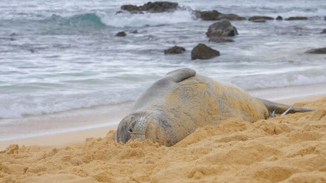 A close-up view of a Hawaiian monk seal peacefully resting on the rocky shoreline of Oahu, Hawaii. The serene image captures the seal's relaxed state and the rugged beauty of its natural habitat.
