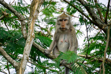 Macaca fascicularis (Monyet kra, kera ekor panjang, monyet ekor panjang, long-tailed macaque, monyet pemakan kepiting, crab-eating monkey) on the tree.