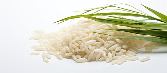 Obraz premium Jasmine rice ears against a white background with ample copy space image.