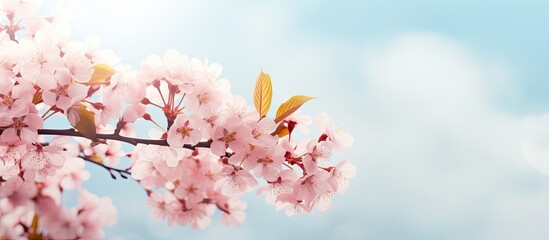 Cherry blossom in spring providing a background or copy space image.