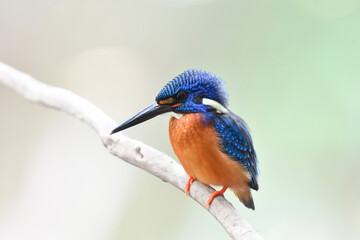 blue-eared kingfisher (alcedo meninting) looks into water wait for fishing in stream