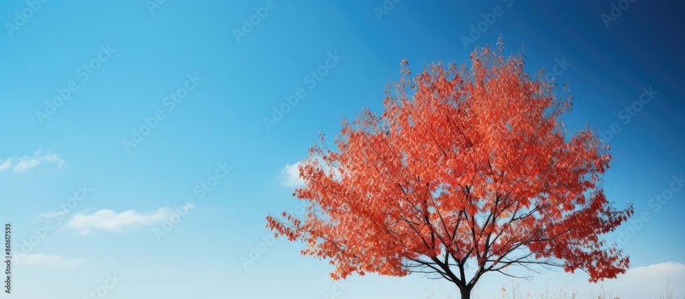 Poster autumn tree with red leaves against a backdrop of a blue sky, offering excellent copy space image.