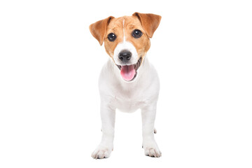 Adorable Jack Russell Terrier puppy standing isolated on white background