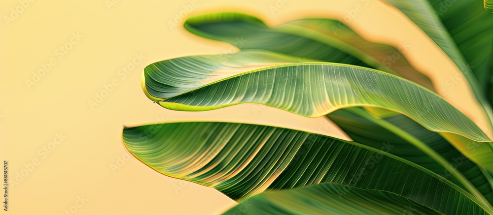 Aufkleber Banana Leaf Isolated on pastel background  Image  . with copy space image. Place for adding text or design