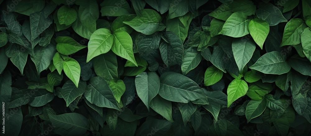 Poster Texture of a background featuring green leaves with empty space for more elements in the image. with copy space image. Place for adding text or design