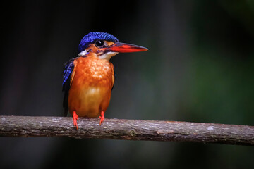 blue eared kingfisher