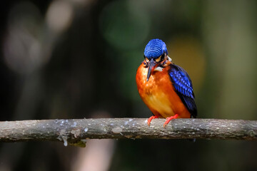 blue eared kingfisher