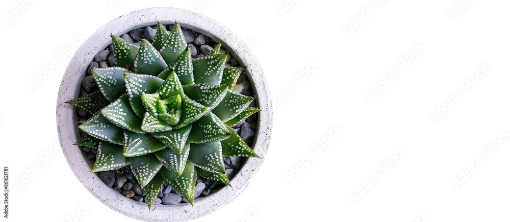 Leinwandbilder haworthia in pot isolated on white backgrounds, top view cactus&succulent, clipping path. with copy 