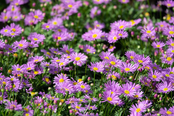 A field of purple flowers with yellow centers