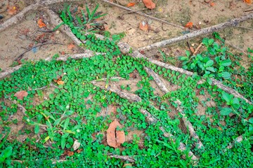 A patch of green grass with some brown leaves and a few small plants