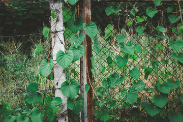 A fence with vines growing over it